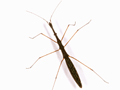 Hydrometra stagnorum